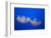 Moon Jelly Fish-Richard T. Nowitz-Framed Photographic Print