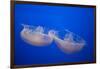 Moon Jelly Fish-Richard T. Nowitz-Framed Photographic Print