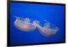 Moon Jelly Fish-Richard T. Nowitz-Framed Photographic Print