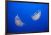 Moon Jelly Fish-Richard T. Nowitz-Framed Photographic Print