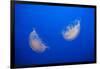 Moon Jelly Fish-Richard T. Nowitz-Framed Photographic Print