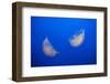 Moon Jelly Fish-Richard T. Nowitz-Framed Photographic Print