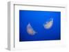 Moon Jelly Fish-Richard T. Nowitz-Framed Photographic Print
