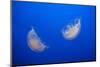 Moon Jelly Fish-Richard T. Nowitz-Mounted Photographic Print