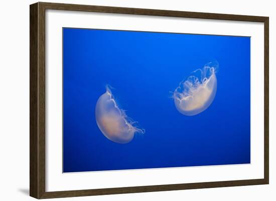 Moon Jelly Fish-Richard T. Nowitz-Framed Photographic Print