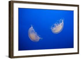 Moon Jelly Fish-Richard T. Nowitz-Framed Photographic Print