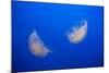 Moon Jelly Fish-Richard T. Nowitz-Mounted Photographic Print