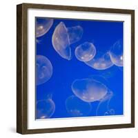 Moon Jelly Fish-Richard T. Nowitz-Framed Photographic Print