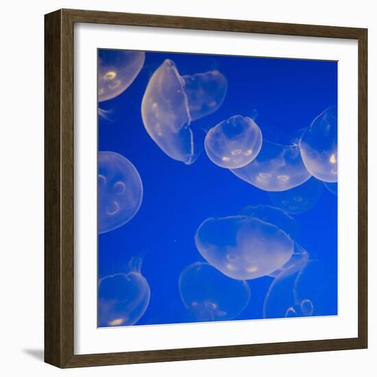 Moon Jelly Fish-Richard T. Nowitz-Framed Photographic Print