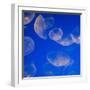 Moon Jelly Fish-Richard T. Nowitz-Framed Photographic Print