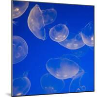 Moon Jelly Fish-Richard T. Nowitz-Mounted Photographic Print