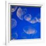 Moon Jelly Fish-Richard T. Nowitz-Framed Photographic Print