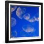 Moon Jelly Fish-Richard T. Nowitz-Framed Photographic Print