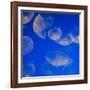 Moon Jelly Fish-Richard T. Nowitz-Framed Photographic Print