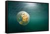 Moon Jellyfish, Alaska-Paul Souders-Framed Stretched Canvas