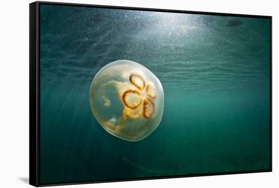 Moon Jellyfish, Alaska-Paul Souders-Framed Stretched Canvas