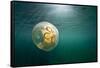 Moon Jellyfish, Alaska-Paul Souders-Framed Stretched Canvas