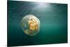 Moon Jellyfish, Alaska-Paul Souders-Stretched Canvas