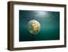 Moon Jellyfish, Alaska-Paul Souders-Framed Photographic Print