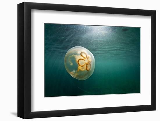 Moon Jellyfish, Alaska-Paul Souders-Framed Photographic Print