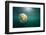 Moon Jellyfish, Alaska-Paul Souders-Framed Photographic Print