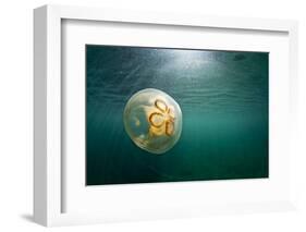 Moon Jellyfish, Alaska-Paul Souders-Framed Photographic Print