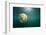 Moon Jellyfish, Alaska-Paul Souders-Framed Photographic Print