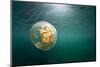 Moon Jellyfish, Alaska-Paul Souders-Mounted Photographic Print