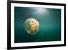 Moon Jellyfish, Alaska-Paul Souders-Framed Photographic Print