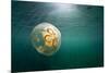 Moon Jellyfish, Alaska-Paul Souders-Mounted Photographic Print