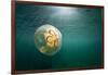 Moon Jellyfish, Alaska-Paul Souders-Framed Photographic Print