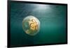 Moon Jellyfish, Alaska-Paul Souders-Framed Photographic Print