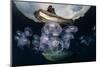 Moon Jellyfish (Aurelia Aurita) Aggregate in an Ocean Gyre in Eastern Indonesia. this Species of Je-Ethan Daniels-Mounted Photographic Print