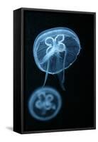 Moon Jellyfish (Aurelia Aurita) in an Aquarium.-wrangel-Framed Stretched Canvas