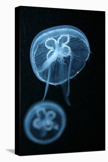 Moon Jellyfish (Aurelia Aurita) in an Aquarium.-wrangel-Stretched Canvas