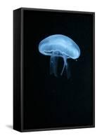 Moon Jellyfish (Aurelia Aurita) in an Aquarium.-wrangel-Framed Stretched Canvas