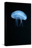 Moon Jellyfish (Aurelia Aurita) in an Aquarium.-wrangel-Stretched Canvas