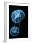 Moon Jellyfish (Aurelia Aurita) in an Aquarium.-wrangel-Framed Photographic Print