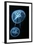 Moon Jellyfish (Aurelia Aurita) in an Aquarium.-wrangel-Framed Photographic Print