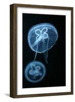 Moon Jellyfish (Aurelia Aurita) in an Aquarium.-wrangel-Framed Photographic Print