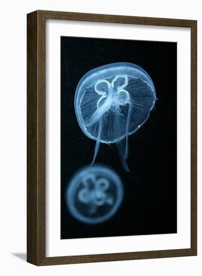 Moon Jellyfish (Aurelia Aurita) in an Aquarium.-wrangel-Framed Photographic Print