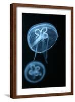 Moon Jellyfish (Aurelia Aurita) in an Aquarium.-wrangel-Framed Photographic Print