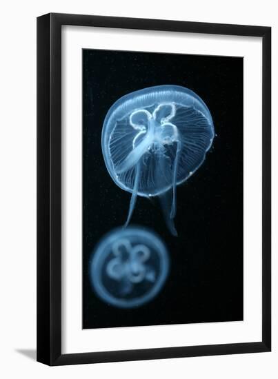 Moon Jellyfish (Aurelia Aurita) in an Aquarium.-wrangel-Framed Photographic Print