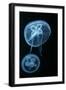 Moon Jellyfish (Aurelia Aurita) in an Aquarium.-wrangel-Framed Photographic Print