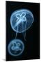 Moon Jellyfish (Aurelia Aurita) in an Aquarium.-wrangel-Mounted Photographic Print