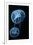 Moon Jellyfish (Aurelia Aurita) in an Aquarium.-wrangel-Framed Photographic Print