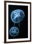 Moon Jellyfish (Aurelia Aurita) in an Aquarium.-wrangel-Framed Photographic Print