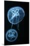 Moon Jellyfish (Aurelia Aurita) in an Aquarium.-wrangel-Mounted Photographic Print