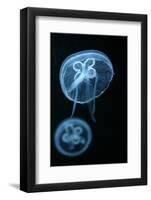 Moon Jellyfish (Aurelia Aurita) in an Aquarium.-wrangel-Framed Photographic Print