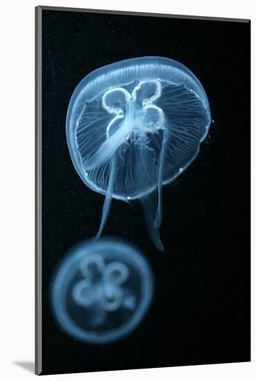Moon Jellyfish (Aurelia Aurita) in an Aquarium.-wrangel-Mounted Photographic Print